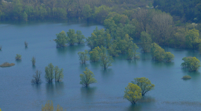 Alberi e acqua